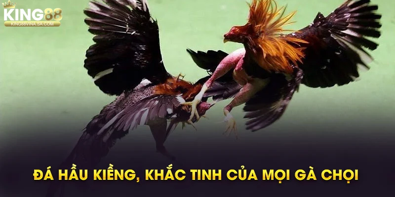 Tìm hiểu chi tiết về gà đá hầu kiềng trong cá cược trực tuyến 3 Đặc điểm nhận biết gà đá hầu kiềng