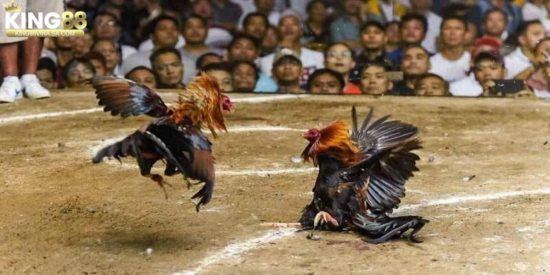 ky-thuat-nuoi-va-chien-thuat-da-danh-cho-ga-da-hau-kieng Kỹ thuật nuôi và chiến thuật đá dành cho gà đá hầu kiềng